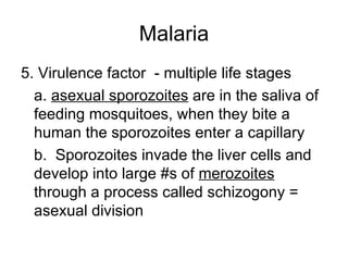 Malaria 5. Virulence factor  - multiple life stages a.  asexual sporozoites  are in the saliva of feeding mosquitoes, when they bite a human the sporozoites enter a capillary b.  Sporozoites invade the liver cells and develop into large #s of  merozoites  through a process called schizogony = asexual division 