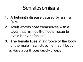 Schistosomiasis  A helminth disease caused by a small fluke Adult worms coat themselves with a layer that mimics the hosts tissue to avoid body defenses The female lives in a groove of the body of the male – schistosome = split body a. Have a continuous supply of eggs 