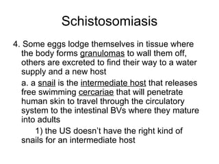 Schistosomiasis 4. Some eggs lodge themselves in tissue where the body forms  granulomas  to wall them off, others are excreted to find their way to a water supply and a new host a. a  snail  is the  intermediate host  that releases free swimming  cercariae  that will penetrate human skin to travel through the circulatory system to the intestinal BVs where they mature into adults 1) the US doesn’t have the right kind of  snails for an intermediate host 