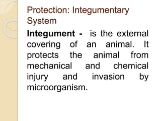 Chapter 23 Protection, Support, and Movement | PPTX