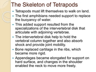 The Skeleton of Tetrapods
 Tetrapods must lift themselves to walk on land.
 The first amphibians needed support to replace
the buoyancy of water.
 This added support resulted from the
specializations of the intervertebral disk that
articulate with adjoining vertebrae.
 The intervertebral disk help to hold the
vertebral column together and also absorb
shock and provide joint mobility.
 Bone replaced cartilage in the ribs, which
became more rigid.
 Appendages became elongated for support on
hard surface, and changes in the shoulder
enabled the neck to move more freely.
 