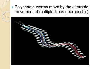  Polychaete worms move by the alternate
movement of multiple limbs ( parapodia ).
 