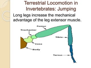 Terrestrial Locomotion in
Invertebrates: Jumping
Long legs increase the mechanical
advantage of the leg extensor muscle.
 
