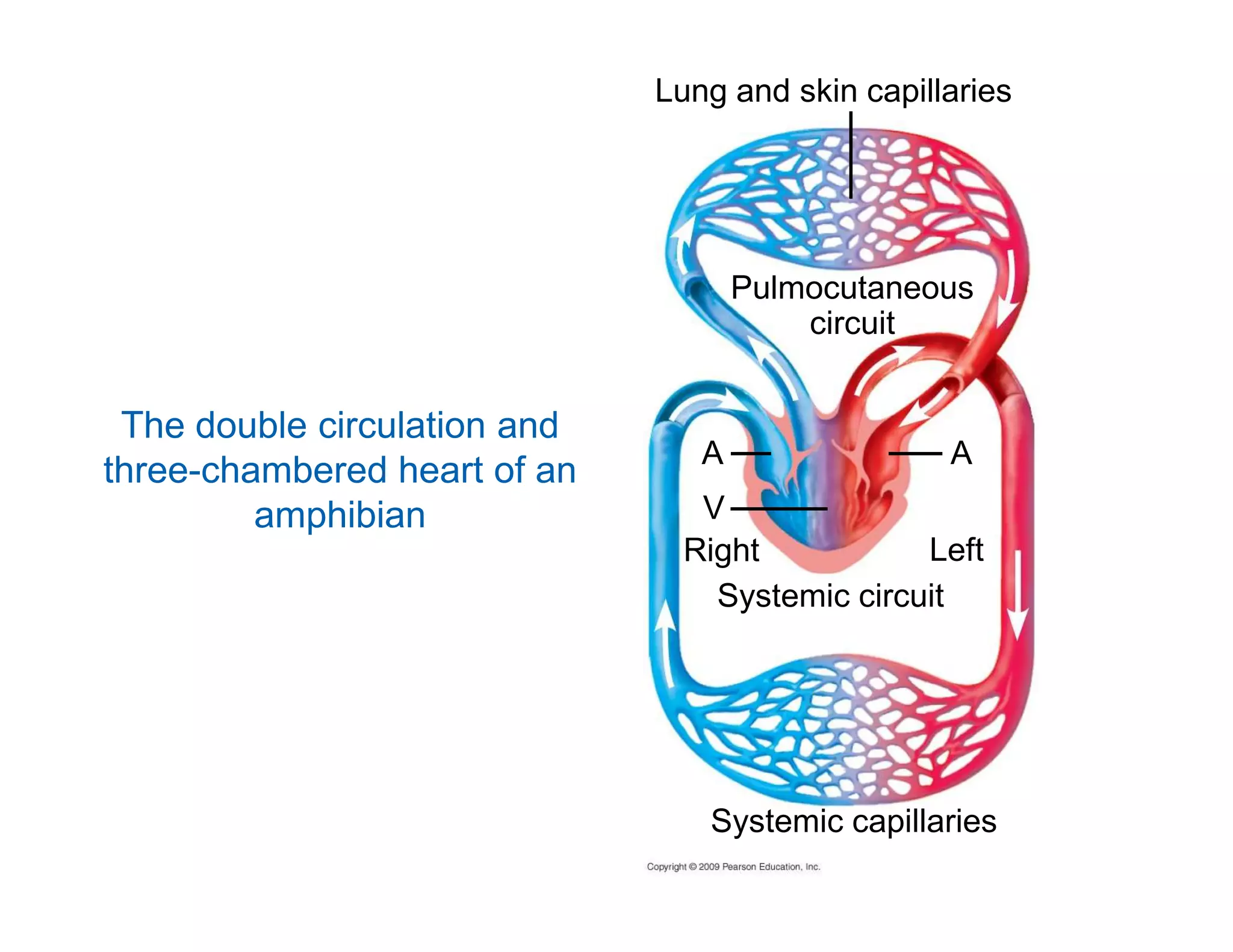Lung and skin capillaries 
Pulmocutaneous 
circuit 
A A 
The double circulation and 
three-chambered heart of an 
V 
Right Left 
Systemic circuit 
amphibian 
Systemic capillaries 
 