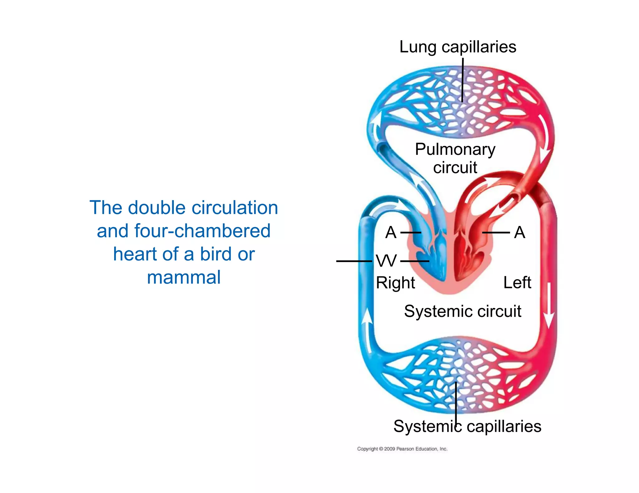 Lung capillaries 
Pulmonary 
circuit 
A A 
The double circulation 
and four-chambered 
heart of a bird or V 
V 
Right Left 
mammal 
Systemic circuit 
Systemic capillaries 
 