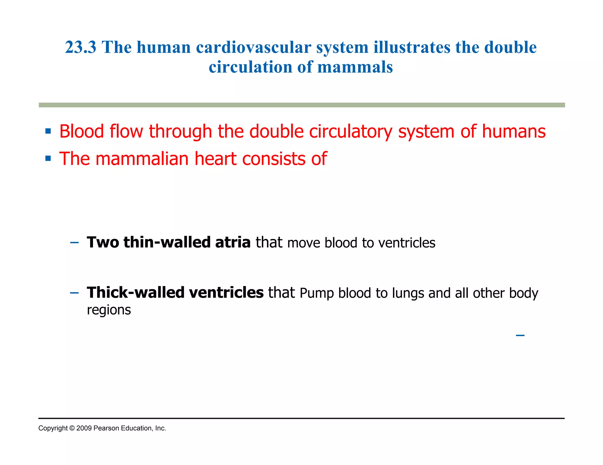 23.3 The human cardiovascular system illustrates the double 
circulation of mammals 
 Blood flow through the double circulatory system of humans 
 The mammalian heart consists of 
– TTwwoo tthhiinn-wwaalllleedd aattrriiaa that 
Copyright © 2009 Pearson Education, Inc. 
move blood to ventricles 
– TThhiicckk--wwaalllleedd vveennttrriicclleess that Pump blood to lungs and all other body 
regions 
– 
 