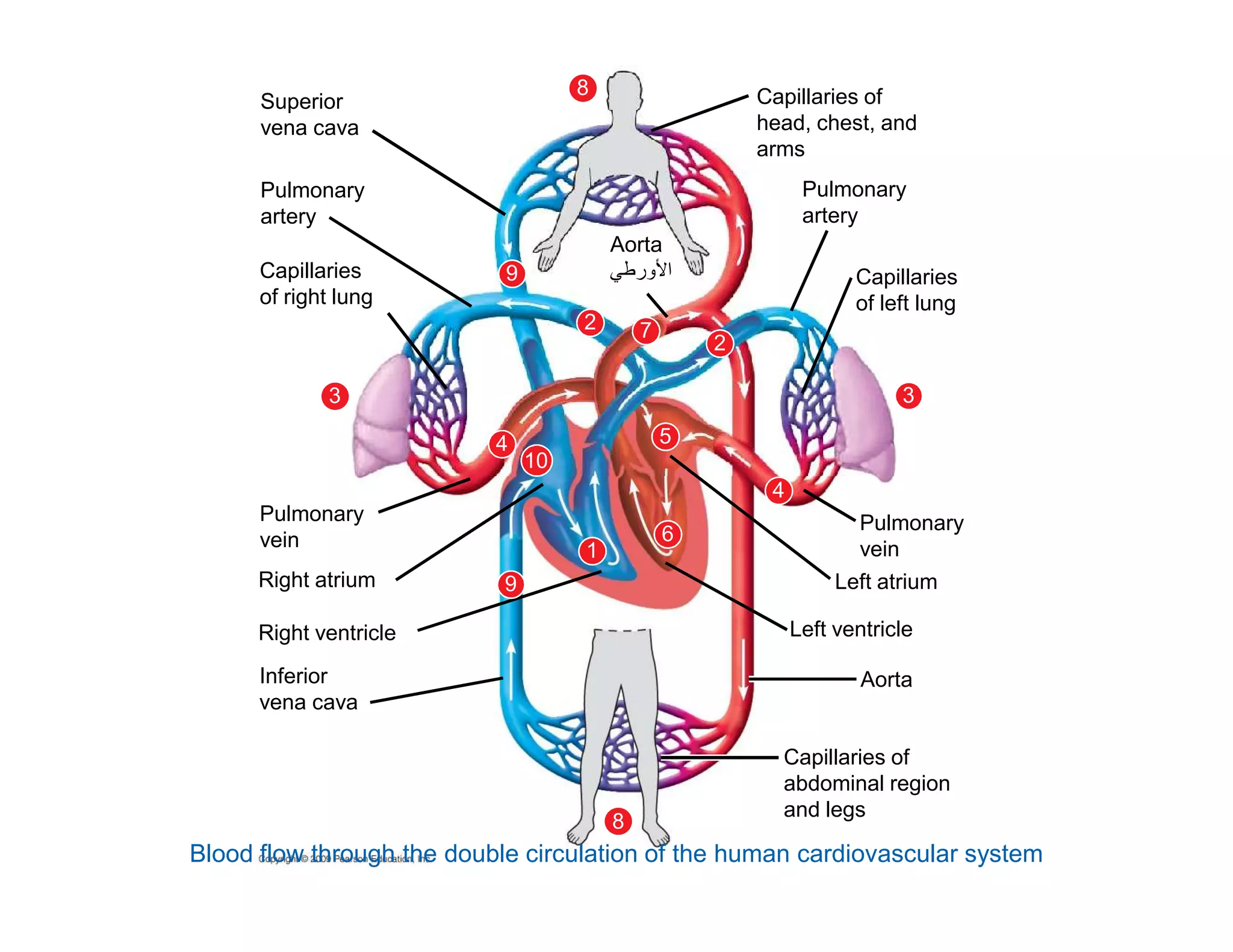 Superior 
vena cava 
Pulmonary 
artery 
Capillaries 
of right lung 
8 
9 
2 
3 
Aorta 
 ورط  ا 
4 5 
10 
Pulmonary 
artery 
Capillaries 
of left lung 
3 
2 
7 
Capillaries of 
head, chest, and 
arms 
1 
6 
Pulmonary 
vein 
Right atrium 9 
Right ventricle 
Inferior 
vena cava 
4 
8 
Pulmonary 
vein 
Left atrium 
Left ventricle 
Aorta 
Capillaries of 
abdominal region 
and legs 
Blood flow through the double circulation of the human cardiovascular system 
 