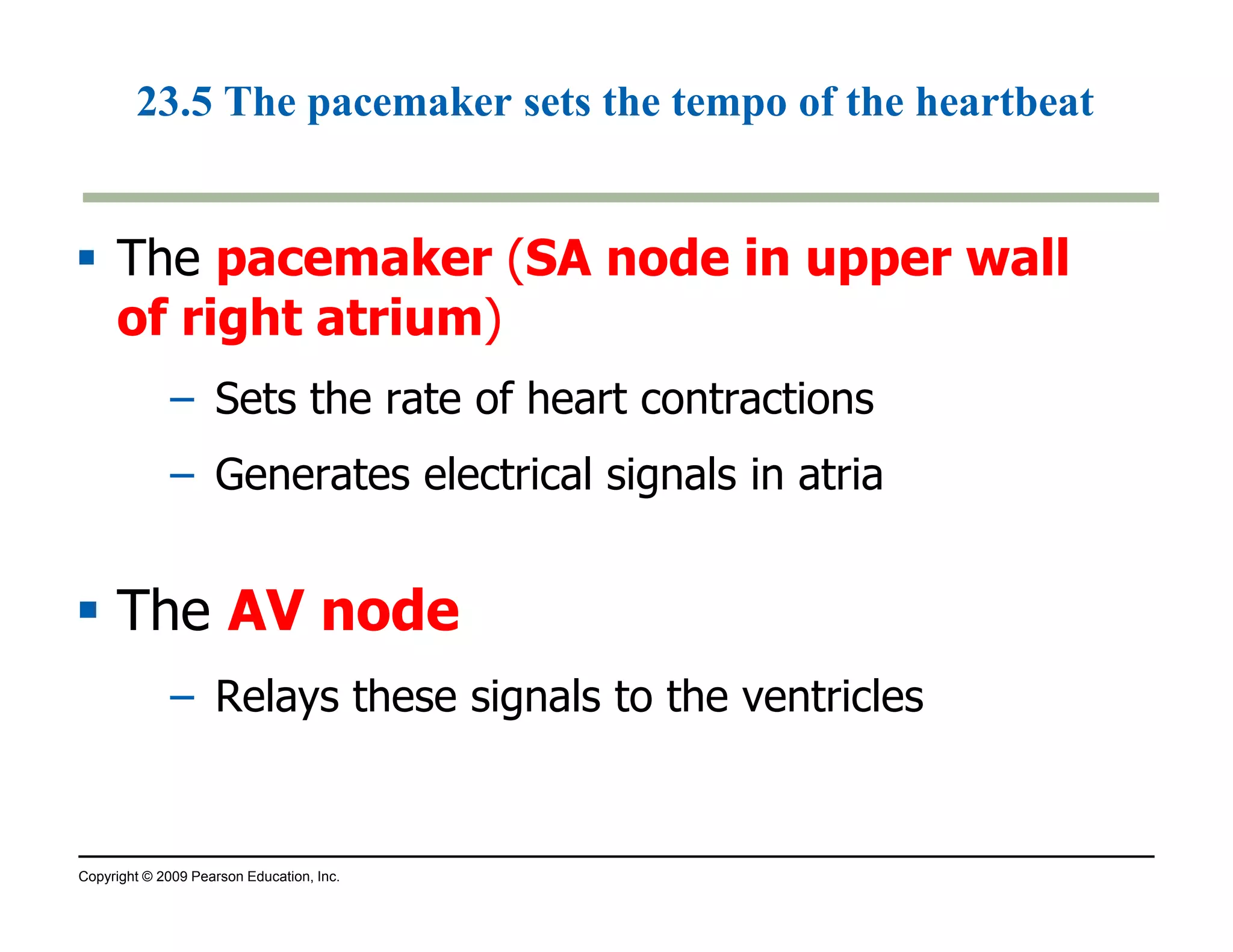 23.5 The pacemaker sets the tempo of the heartbeat 
 The pacemaker (SA node in upper wall 
of right atrium) 
– Sets the rate of heart contractions 
– Generates electrical signals in atria 
 The AV node 
– Relays these signals to the ventricles 
Copyright © 2009 Pearson Education, Inc. 
 