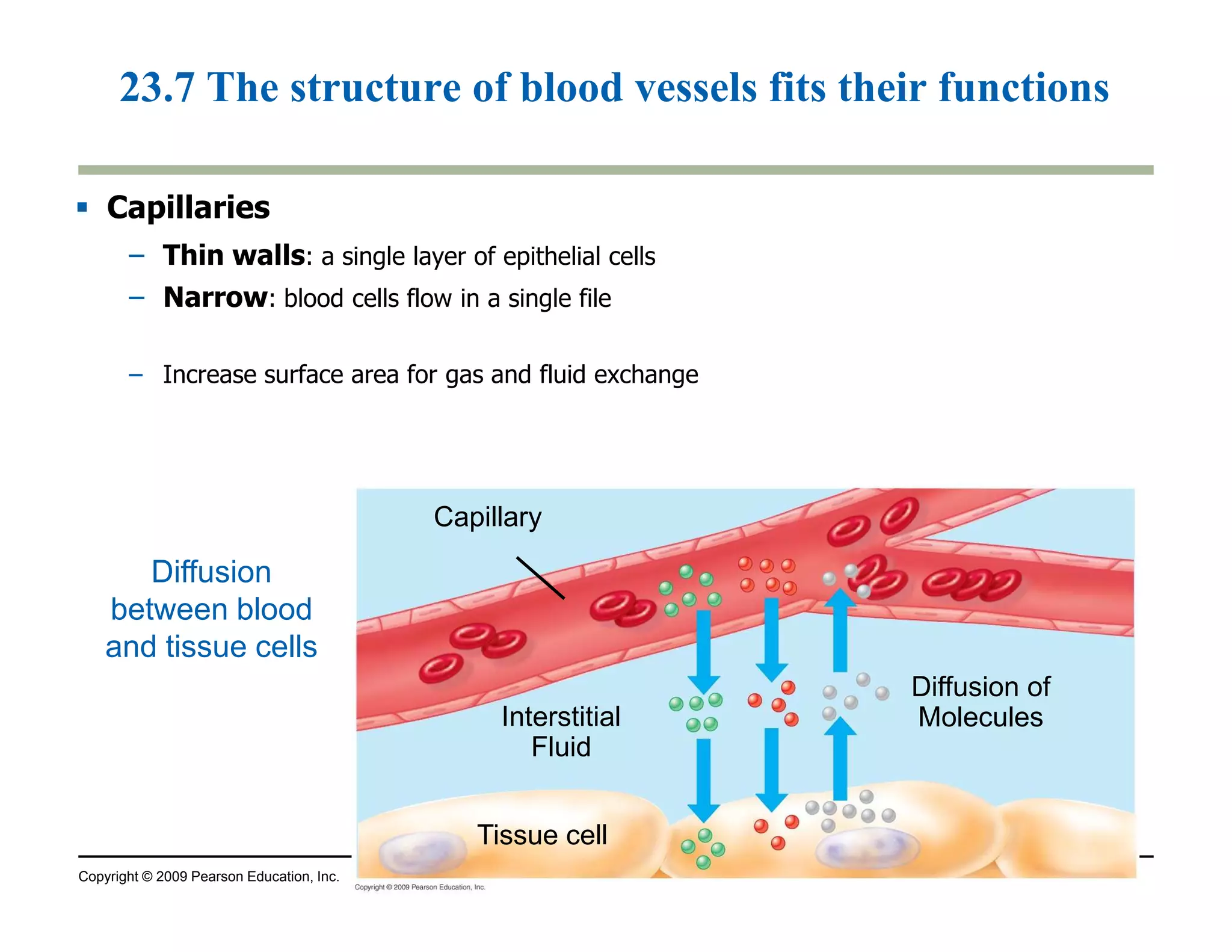 23.7 The structure of blood vessels fits their functions 
 Capillaries 
– Thin walls: a single layer of epithelial cells 
– Narrow: blood cells flow in a single file 
– Increase surface area for gas and fluid exchange 
Copyright © 2009 Pearson Education, Inc. 
Diffusion of 
Molecules 
Capillary 
Interstitial 
Fluid 
Tissue cell 
Diffusion 
between blood 
and tissue cells 
 