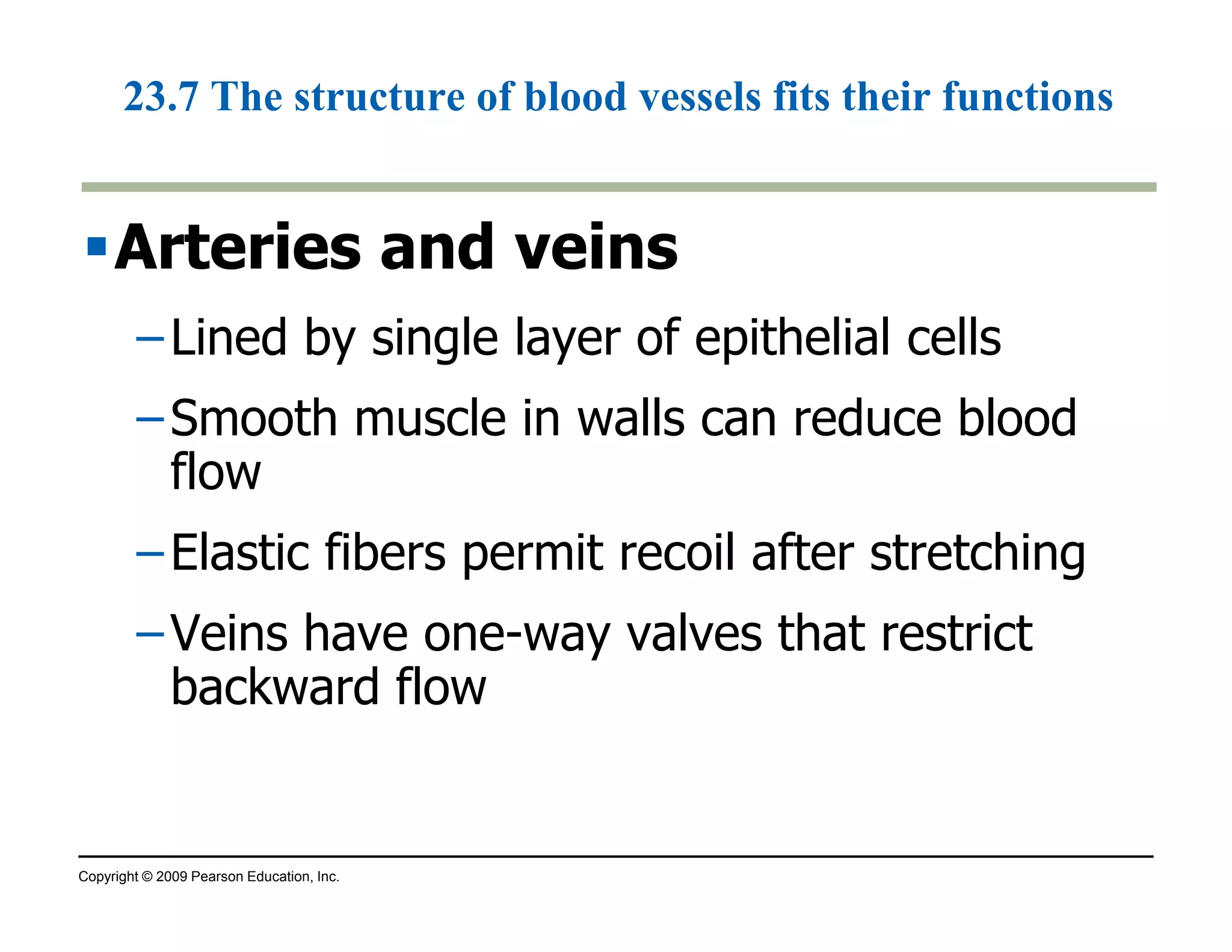 23.7 The structure of blood vessels fits their functions 
Arteries and veins 
–Lined by single layer of epithelial cells 
–Smooth muscle in walls can reduce blood 
flow 
–Elastic fibers permit recoil after stretching 
–Veins have one-way valves that restrict 
backward flow 
Copyright © 2009 Pearson Education, Inc. 
 
