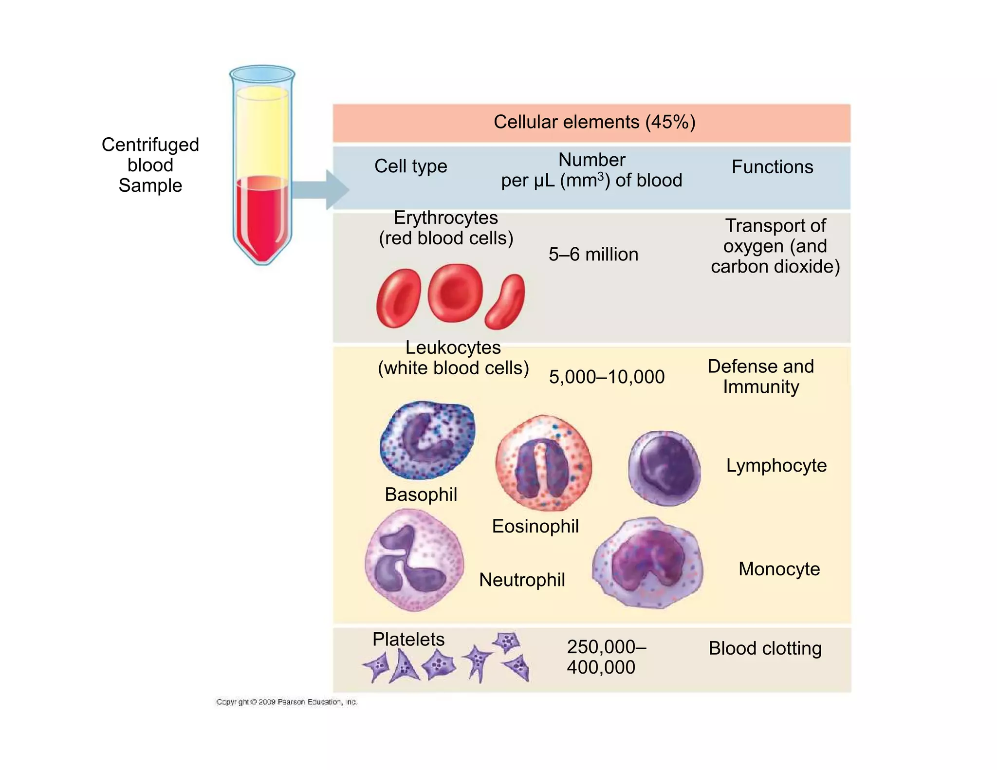 Cellular elements (45%) 
Centrifuged 
blood 
Sample 
Number 
Cell type Functions 
per μL (mm3) of blood 
Erythrocytes 
(red blood cells) 
5–6 million 
Transport of 
oxygen (and 
carbon dioxide) 
Leukocytes 
(white blood cells) Defense and 
5,000–10,000 
Immunity 
Basophil 
Lymphocyte 
Eosinophil 
Neutrophil Monocyte 
Platelets Blood clotting 
250,000– 
400,000 
 