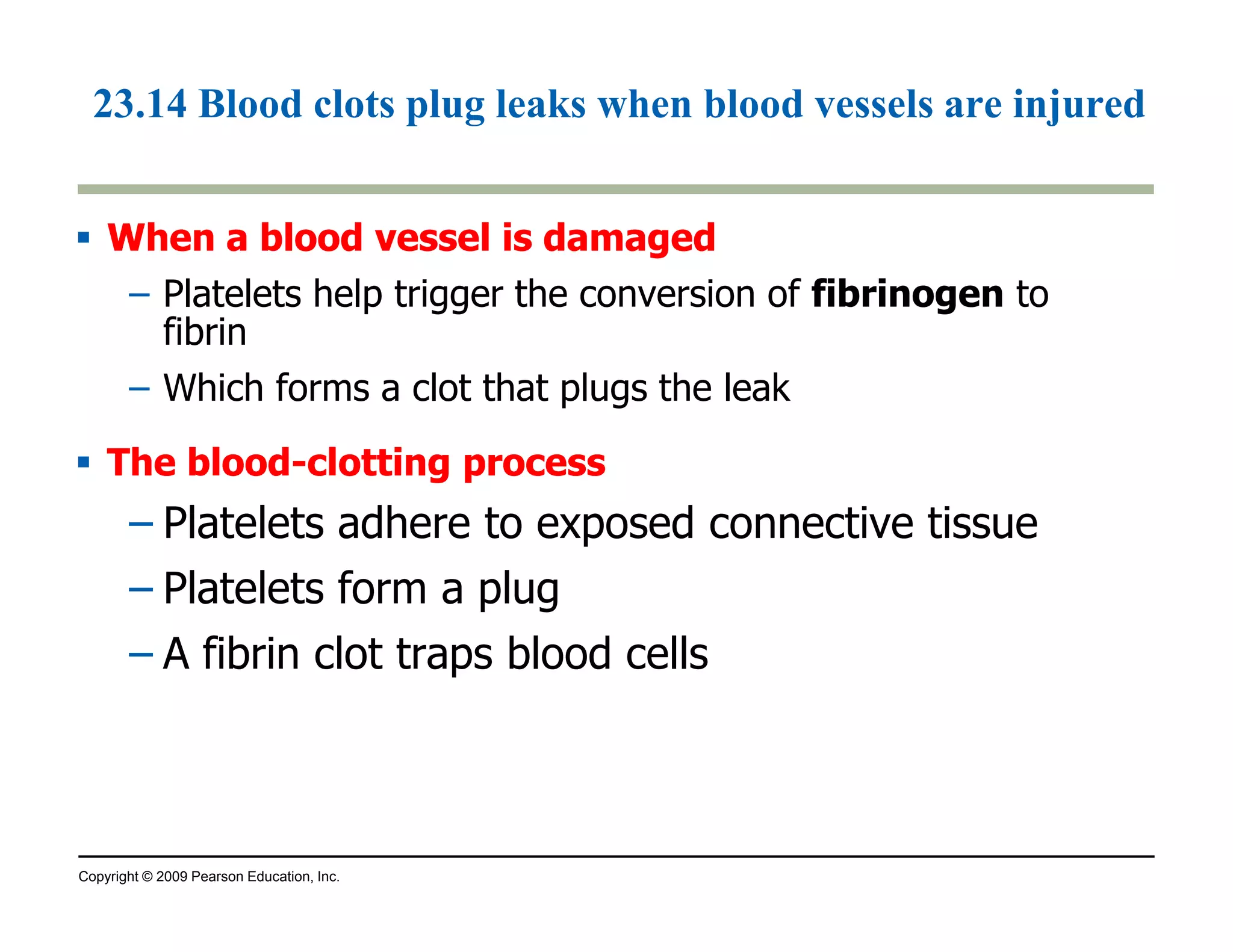 23.14 Blood clots plug leaks when blood vessels are injured 
 When a blood vveesssseell iiss ddaammaaggeedd 
– Platelets help trigger the conversion of fibrinogen to 
fibrin 
– Which forms a clot that plugs the leak 
 TThhee bblloooodd-cclloottttiinngg pprroocceessss 
– Platelets adhere to exposed connective tissue 
– Platelets form a plug 
– A fibrin clot traps blood cells 
Copyright © 2009 Pearson Education, Inc. 
 