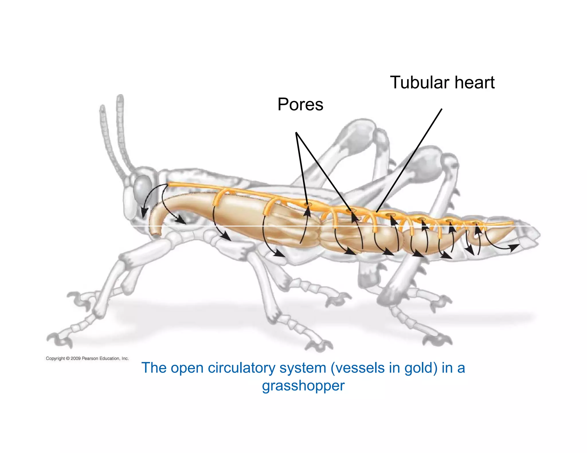 Pores 
Tubular heart 
The open circulatory system (vessels in gold) in a 
grasshopper 
 