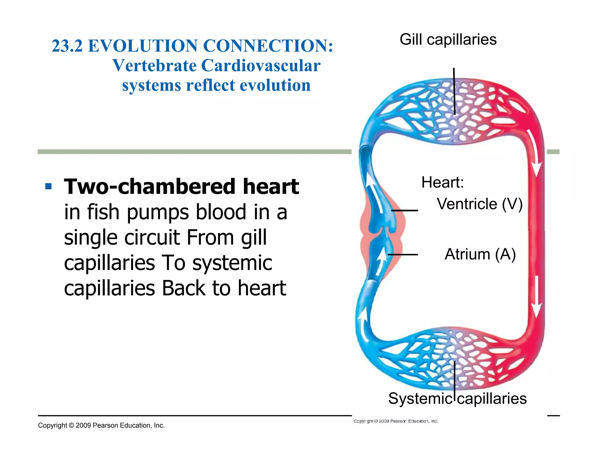 23.2 EVOLUTION CONNECTION: 
Vertebrate Cardiovascular 
systems reflect evolution 
 Two-chambered heart 
in fish pumps blood in a 
single circuit From gill 
Gill capillaries 
Heart: 
Ventricle (V) 
capillaries To systemic 
capillaries Back to heart 
Copyright © 2009 Pearson Education, Inc. 
Atrium (A) 
Systemic capillaries 
 