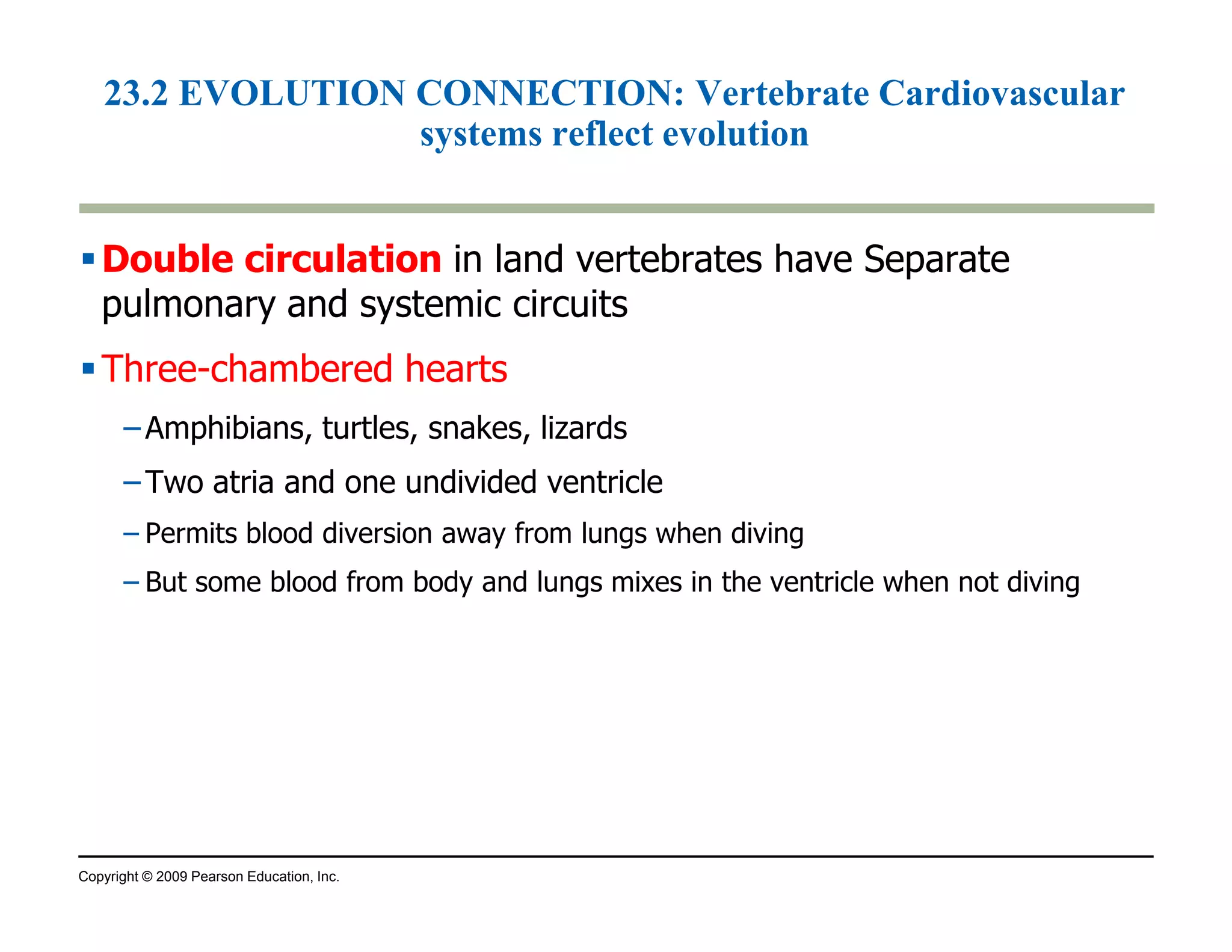 23.2 EVOLUTION CONNECTION: Vertebrate Cardiovascular 
systems reflect evolution 
Double circulation in land vertebrates have Separate 
pulmonary and systemic circuits 
Three-chambered hearts 
–Amphibians, turtles, snakes, lizards 
– Two atria and one undivided ventricle 
– Permits blood diversion away from lungs when diving 
– But some blood from body and lungs mixes in the ventricle when not diving 
Copyright © 2009 Pearson Education, Inc. 
 