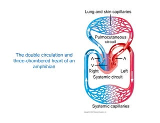 Lung and skin capillaries 
Pulmocutaneous 
circuit 
A A 
The double circulation and 
three-chambered heart of an 
V 
Right Left 
Systemic circuit 
amphibian 
Systemic capillaries 
 
