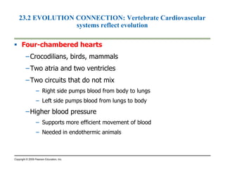 23.2 EVOLUTION CONNECTION: Vertebrate Cardiovascular 
systems reflect evolution 
 Four-chambered hearts 
–Crocodilians, birds, mammals 
–Two atria and two ventricles 
–Two circuits that do not mix 
– Right side pumps blood from body to lungs 
– Left side pumps blood from lungs to body 
–Higher blood pressure 
– Supports more efficient movement of blood 
– Needed in endothermic animals 
Copyright © 2009 Pearson Education, Inc. 
 