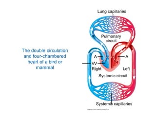 Lung capillaries 
Pulmonary 
circuit 
A A 
The double circulation 
and four-chambered 
heart of a bird or V 
V 
Right Left 
mammal 
Systemic circuit 
Systemic capillaries 
 
