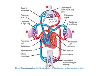Superior 
vena cava 
Pulmonary 
artery 
Capillaries 
of right lung 
8 
9 
2 
3 
Aorta 
 ورط  ا 
4 5 
10 
Pulmonary 
artery 
Capillaries 
of left lung 
3 
2 
7 
Capillaries of 
head, chest, and 
arms 
1 
6 
Pulmonary 
vein 
Right atrium 9 
Right ventricle 
Inferior 
vena cava 
4 
8 
Pulmonary 
vein 
Left atrium 
Left ventricle 
Aorta 
Capillaries of 
abdominal region 
and legs 
Blood flow through the double circulation of the human cardiovascular system 
 