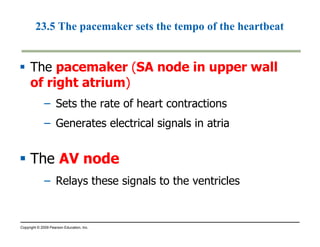 23.5 The pacemaker sets the tempo of the heartbeat 
 The pacemaker (SA node in upper wall 
of right atrium) 
– Sets the rate of heart contractions 
– Generates electrical signals in atria 
 The AV node 
– Relays these signals to the ventricles 
Copyright © 2009 Pearson Education, Inc. 
 