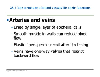 23.7 The structure of blood vessels fits their functions 
Arteries and veins 
–Lined by single layer of epithelial cells 
–Smooth muscle in walls can reduce blood 
flow 
–Elastic fibers permit recoil after stretching 
–Veins have one-way valves that restrict 
backward flow 
Copyright © 2009 Pearson Education, Inc. 
 
