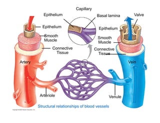 Basal lamina 
Epithelium 
Smooth 
Muscle 
Connective 
Tissue 
Capillary 
Epithelium 
Epithelium 
Smooth 
Muscle 
Valve 
Connective 
Tissue 
Artery Vein 
Arteriole Venule 
Structural relationships of blood vessels 
 