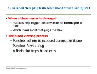 23.14 Blood clots plug leaks when blood vessels are injured 
 When a blood vveesssseell iiss ddaammaaggeedd 
– Platelets help trigger the conversion of fibrinogen to 
fibrin 
– Which forms a clot that plugs the leak 
 TThhee bblloooodd-cclloottttiinngg pprroocceessss 
– Platelets adhere to exposed connective tissue 
– Platelets form a plug 
– A fibrin clot traps blood cells 
Copyright © 2009 Pearson Education, Inc. 
 