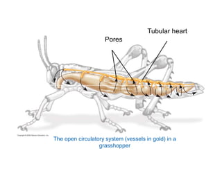 Pores 
Tubular heart 
The open circulatory system (vessels in gold) in a 
grasshopper 
 