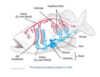 Capillary beds 
Artery 
(O2-rich blood) 
Arteriole 
Venule 
Artery 
(O2-poor blood) 
Heart 
Atrium 
Ventricle 
Vein 
Gill 
Capillaries 
The closed circulatory system in a fish 
 