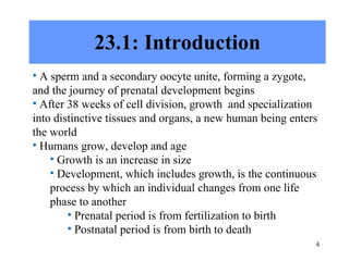 Chapter 23 Pregnancy, Growth, and Development | PPT
