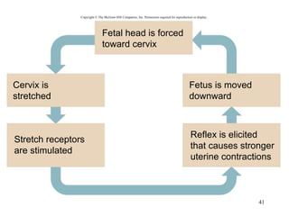 Chapter 23 Pregnancy, Growth, and Development | PPT