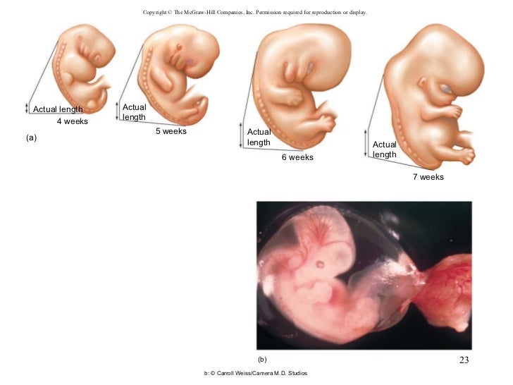 Chapter 23 Pregnancy Growth And Development