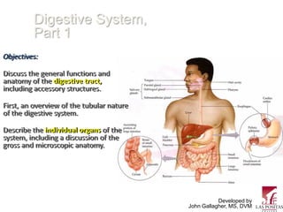 Digestive System,
         Part 1
Objectives:

Discuss the general functions and
anatomy of the digestive tract,
including accessory structures.

First, an overview of the tubular nature
of the digestive system.

Describe the individual organs of the
system, including a discussion of the
gross and microscopic anatomy.




                                                      Developed by
                                           John Gallagher, MS, DVM
 