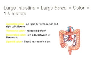 Large Intestine = Large Bowel = Colon =
1.5 meters

 Ascending colon - on right, between cecum and
 right colic flexure
 Transverse colon - horizontal portion
 Descending colon - left side, between left colic
 flexure and
 Sigmoid colon - S bend near terminal end
 