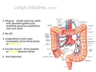 Large intestine, cont’d

1. Mucosa - simple columnar epith
   with abundant goblet cells;
   stratified squamous epithelium
   near anal canal
2. No villi
3. Longitudinal muscle layer
    incomplete, forms three bands
    or taenia coli
4. Circular muscle - forms pockets
    or haustra between bands
5. Anal Sphincter
 