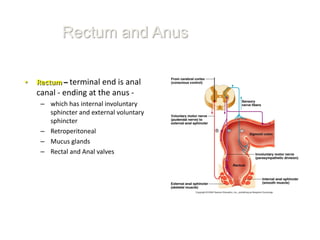 Rectum and Anus

•   Rectum – terminal end is anal
    canal - ending at the anus -
     – which has internal involuntary
       sphincter and external voluntary
       sphincter
     – Retroperitoneal
     – Mucus glands
     – Rectal and Anal valves
 