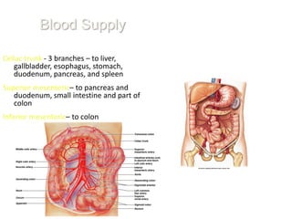 Blood Supply

Celiac trunk - 3 branches – to liver,
   gallbladder, esophagus, stomach,
   duodenum, pancreas, and spleen
Superior mesenteric– to pancreas and
   duodenum, small intestine and part of
   colon
Inferior mesenteric– to colon
 