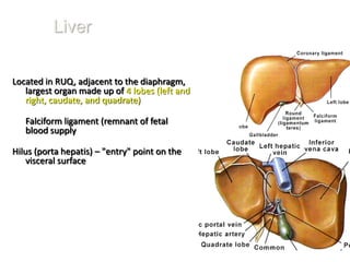 Liver

Located in RUQ, adjacent to the diaphragm,
   largest organ made up of 4 lobes (left and
   right, caudate, and quadrate)

   Falciform ligament (remnant of fetal
   blood supply

Hilus (porta hepatis) – "entry" point on the
    visceral surface
 
