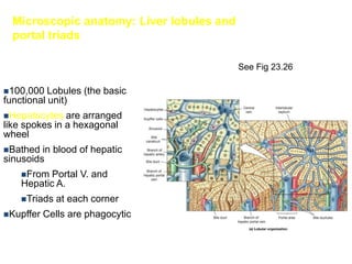 Microscopic anatomy: Liver lobules and
  portal triads

                                           See Fig 23.26

100,000   Lobules (the basic
functional unit)
Hepatocytes   are arranged
like spokes in a hexagonal
wheel
Bathed  in blood of hepatic
sinusoids
    From  Portal V. and
    Hepatic A.
    Triads   at each corner
Kupffer   Cells are phagocytic
 