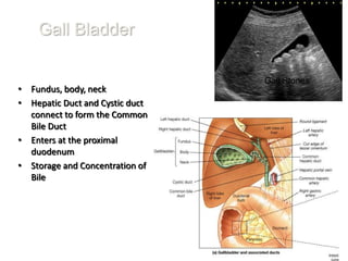 Gall Bladder

                                 Gall Stones
• Fundus, body, neck
• Hepatic Duct and Cystic duct
  connect to form the Common
  Bile Duct
• Enters at the proximal
  duodenum
• Storage and Concentration of
  Bile
 