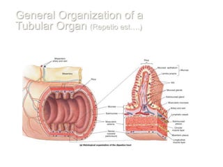 General Organization of a
Tubular Organ (Repetio est….)
 