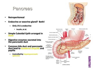 Pancreas
•   Retroperitoneal
•   Endocrine or exocrine gland? Both!
     – Only 1% is endocrine
          • Insulin, et al.

•   Simple Cuboidal Epith arranged in
    Acini
•   Digestive enzymes excreted into
    the pancreatic duct
•   Common bile duct and pancreatic
    duct lead to duodenal ampulla and
    papilla
     – Controlled by hepatopancreatic
       sphincter
 