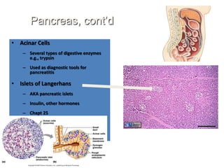 Pancreas, cont’d
• Acinar Cells
    – Several types of digestive enzymes
      e.g., trypsin
    – Used as diagnostic tools for
      pancreatitis

• Islets of Langerhans
    – AKA pancreatic islets
    – Insulin, other hormones
    – Chapt 25
 