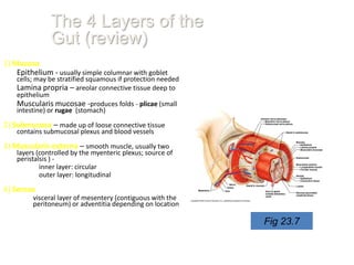 The 4 Layers of the
               Gut (review)
1) Mucosa
    Epithelium - usually simple columnar with goblet
    cells; may be stratified squamous if protection needed
    Lamina propria – areolar connective tissue deep to
    epithelium
    Muscularis mucosae -produces folds - plicae (small
    intestine) or rugae (stomach)

2) Submucosa – made up of loose connective tissue
    contains submucosal plexus and blood vessels

3) Muscularis externa – smooth muscle, usually two
    layers (controlled by the myenteric plexus; source of
    peristalsis ) -
            inner layer: circular
            outer layer: longitudinal

4) Serosa
         visceral layer of mesentery (contiguous with the
         peritoneum) or adventitia depending on location

                                                             Fig 23.7
 