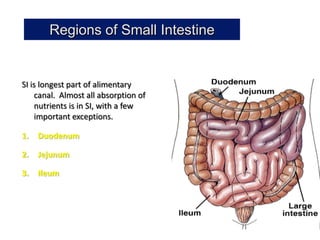 Regions of Small Intestine


SI is longest part of alimentary
    canal. Almost all absorption of
    nutrients is in SI, with a few
    important exceptions.

1.   Duodenum

2.   Jejunum

3.   Ileum
 