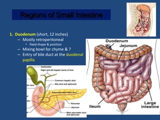 Regions of Small Intestine

1. Duodenum (short, 12 inches)
    – Mostly retroperitoneal
        • fixed shape & position
    – Mixing bowl for chyme & ?
    – Entry of bile duct at the duodenal
      papilla
 
