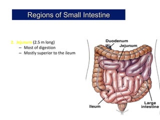 Regions of Small Intestine


2. Jejunum (2.5 m long)
    – Most of digestion
    – Mostly superior to the ileum
 