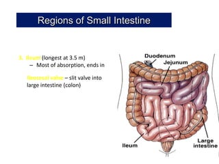 Regions of Small Intestine


3. Ileum (longest at 3.5 m)
     – Most of absorption, ends in

   Ileocecal valve – slit valve into
   large intestine (colon)
 