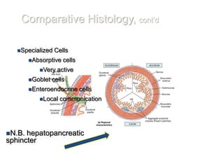 Comparative Histology, cont’d

   Specialized   Cells
        Absorptive   cells
           Very    active
        Goblet   cells
        Enteroendocrine      cells
           Local    communication




N.B. hepatopancreatic
sphincter
 