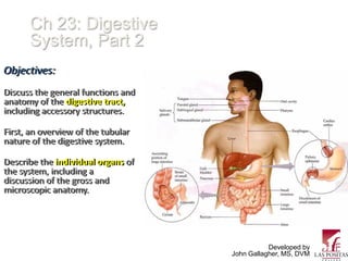 Ch 23: Digestive
      System, Part 2
Objectives:
Discuss the general functions and
anatomy of the digestive tract,
including accessory structures.

First, an overview of the tubular
nature of the digestive system.

Describe the individual organs of
the system, including a
discussion of the gross and
microscopic anatomy.




                                               Developed by
                                    John Gallagher, MS, DVM
 